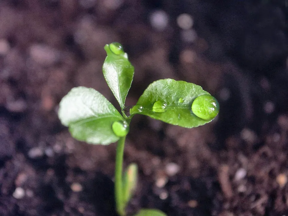Young seedling growing from dark soil