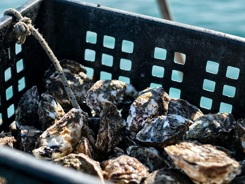 Oysters in a crate at a shellfish farm