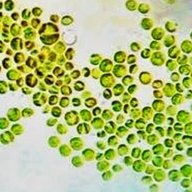 Chlorella sorokiniana cells under the microscope