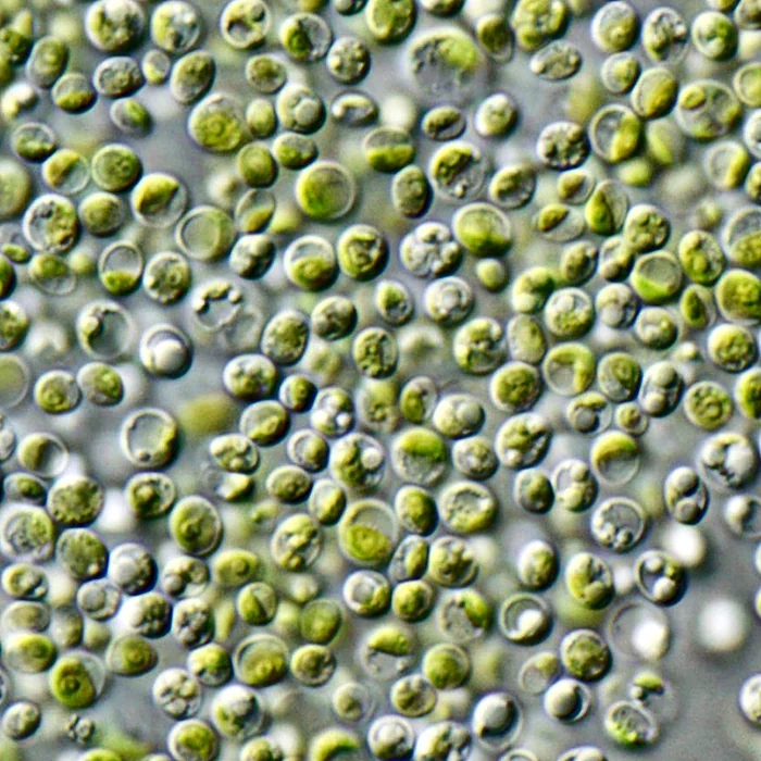 Chlorella vulgaris cells under the microscope