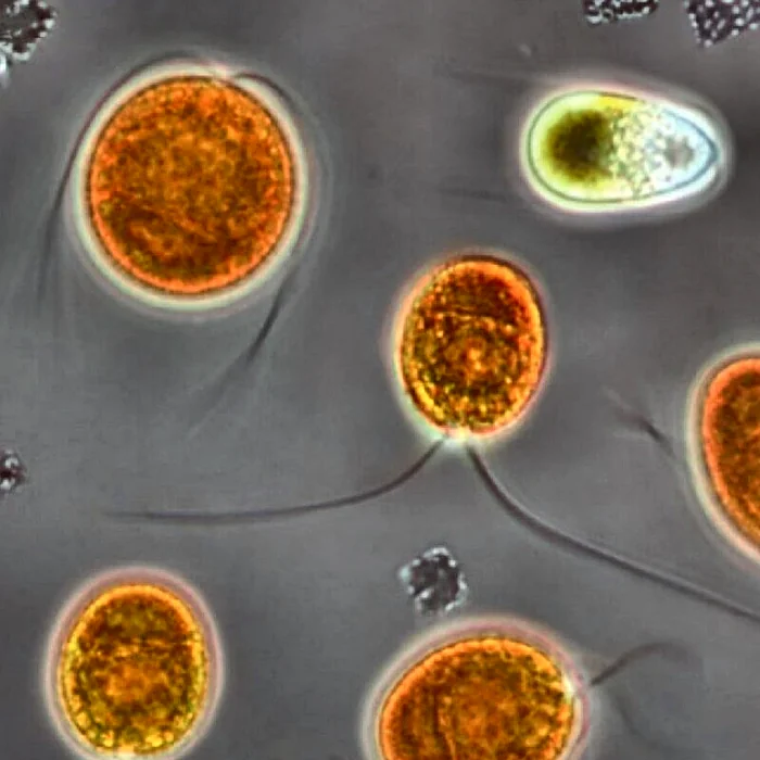 Dunaliella salina cells under the microscope
