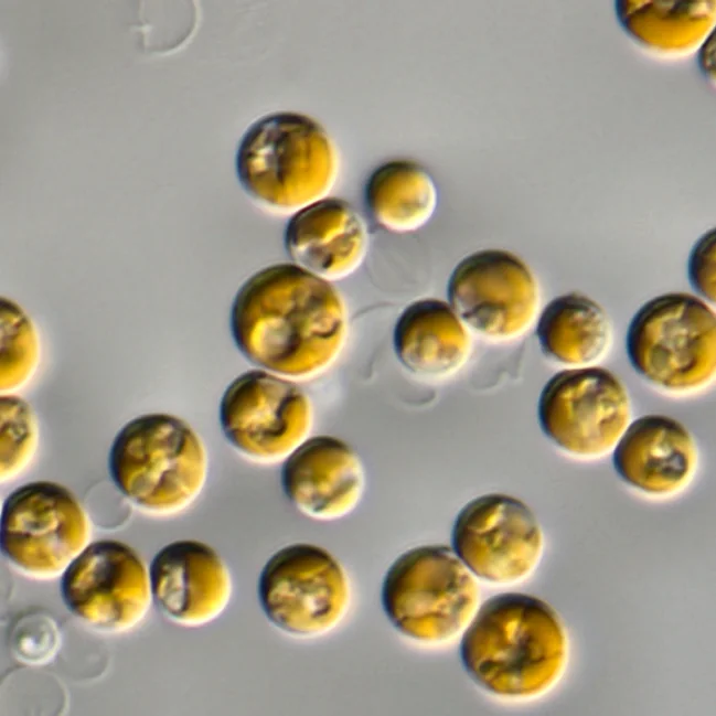 Nannochloropsis gaditana cells under the microscope